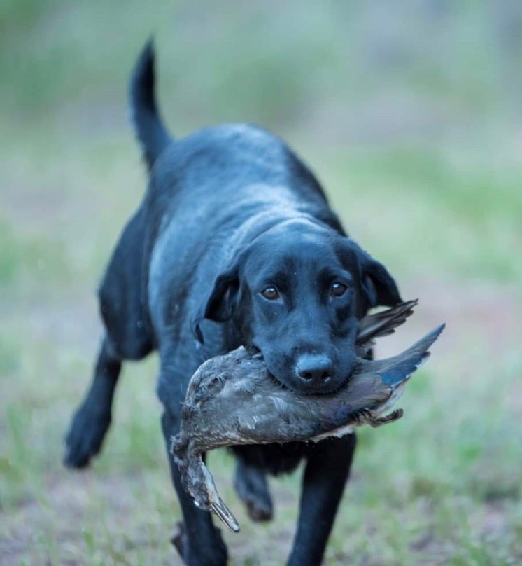 HRCH Pride Of Dixie Straight Outta Missi MH | Black Labrador Retriver