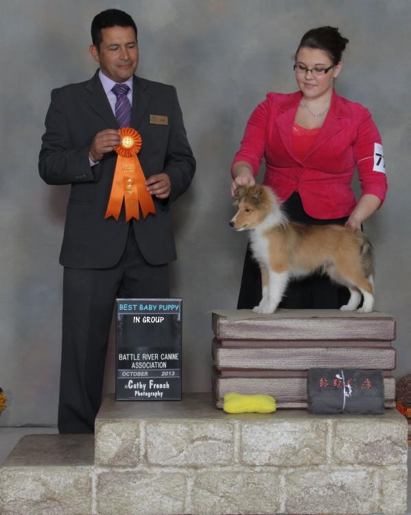 CanyonView Lord O the Westwind | Shetland Sheepdog 