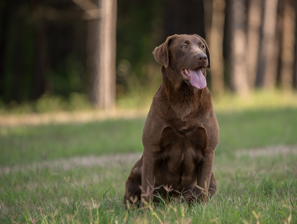 Pride Of Dixie Going Back To Cali | Chocolate Labrador Retriver