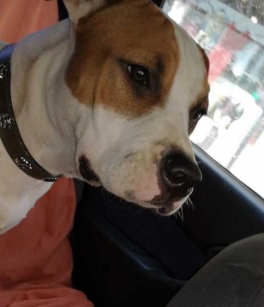 DARIUS de Cans Juansa | American Staffordshire Terrier 