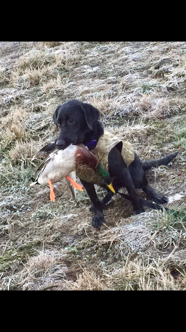 East Tennessee Piped Piper | Black Labrador Retriver