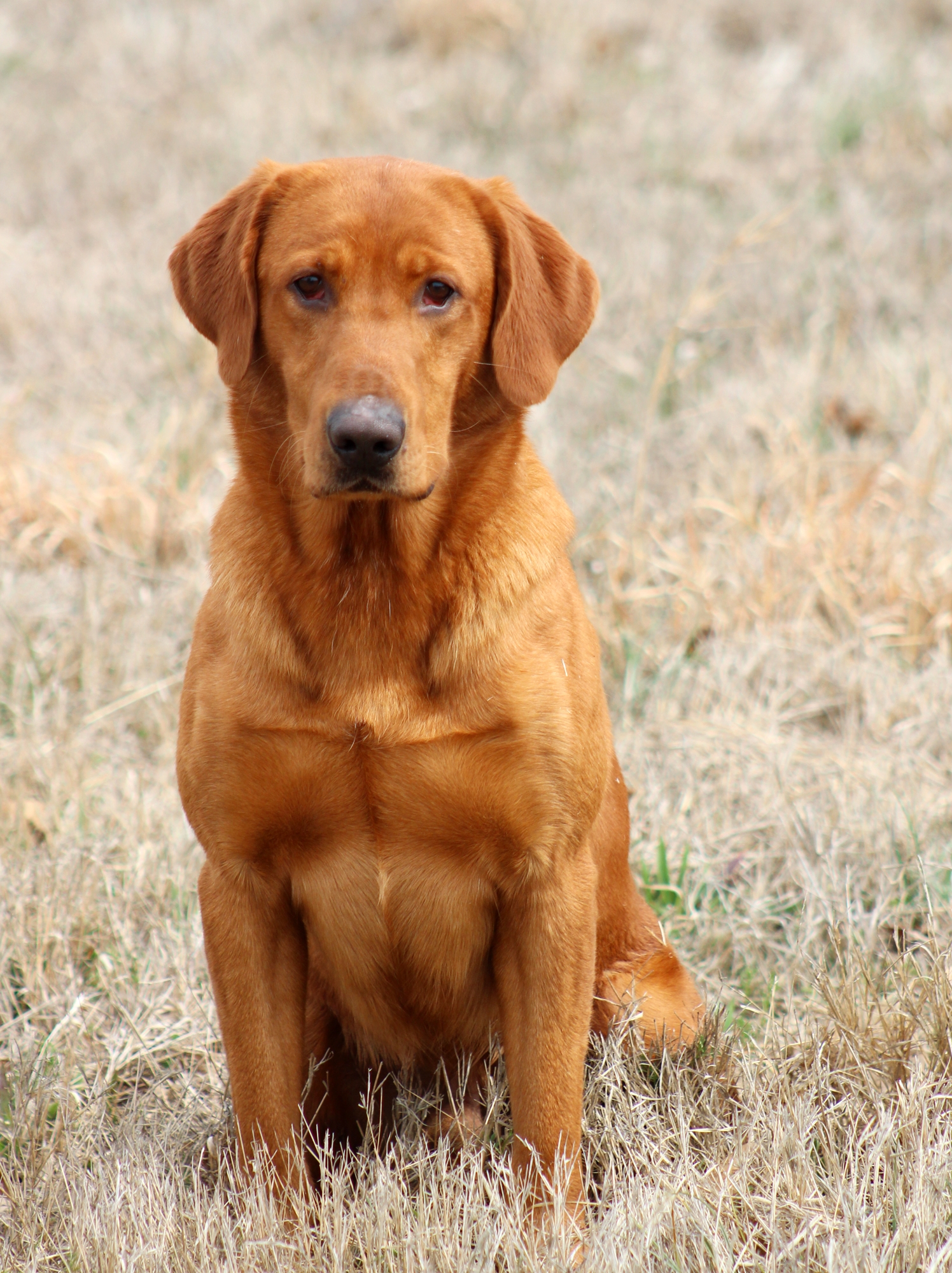 HRCH Michael's Rollin' Hills Rusty SH | Yellow Labrador Retriver