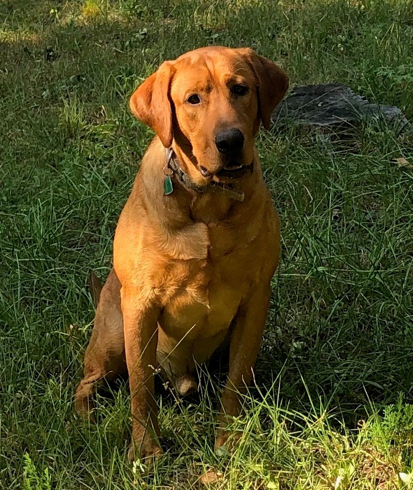 Wunderlin's Rk Blazing Phoenix | Yellow Labrador Retriver