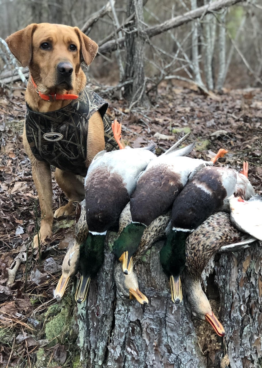 HR Rooster’s Blended Whiskey | Yellow Labrador Retriver