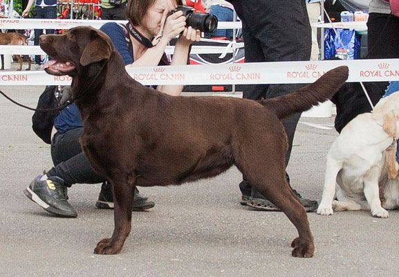 Meri Hunting Queen For Meri-Stuart | Chocolate Labrador Retriver