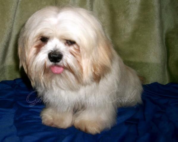 Fluppy Lhas Potala Casa di Cane | Lhasa Apso 