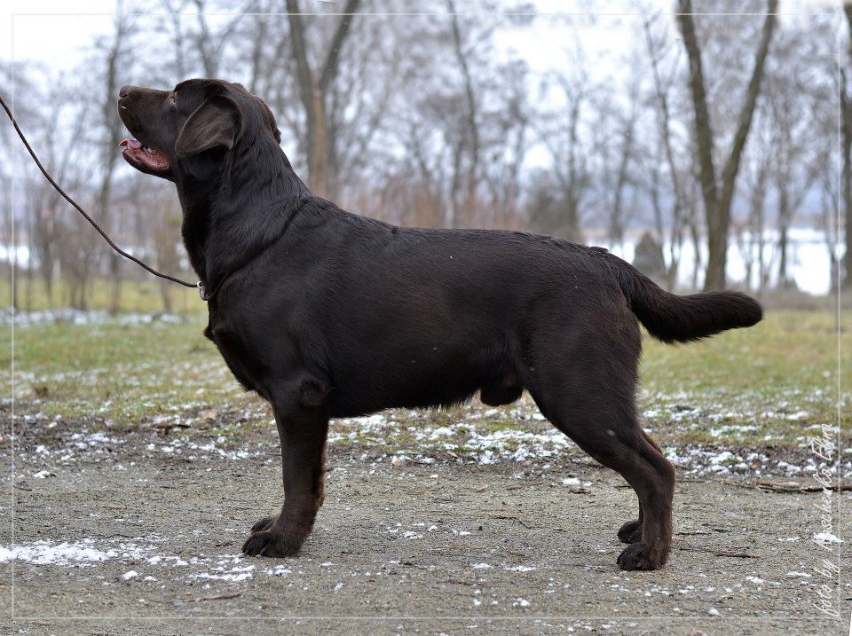 Antalas Ten-strike | Chocolate Labrador Retriver