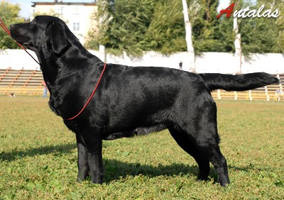 Mallorn's Zillionaire | Black Labrador Retriver