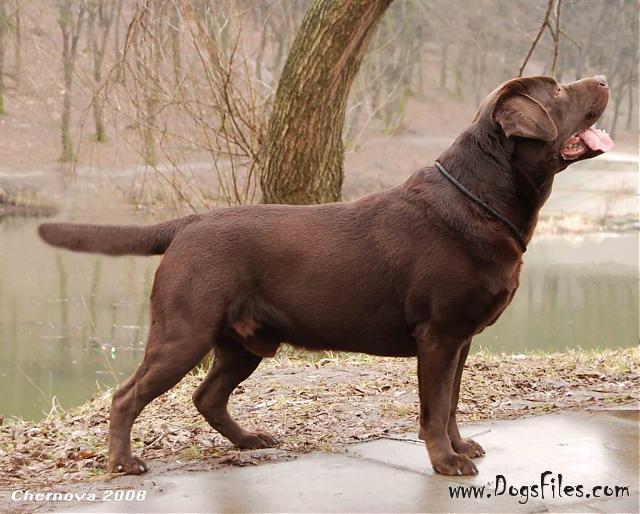 Elton Colour Sayt | Chocolate Labrador Retriver