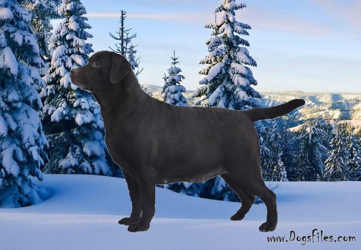 Bekky Frend Byutiful Li | Chocolate Labrador Retriver