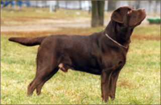 Karay | Chocolate Labrador Retriver