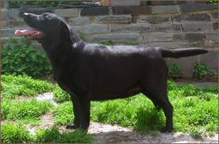 Zhasmin | Black Labrador Retriver