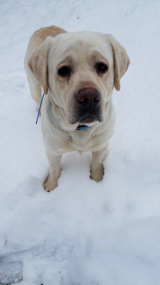 Heartland's Mighty Sampson | Yellow Labrador Retriver