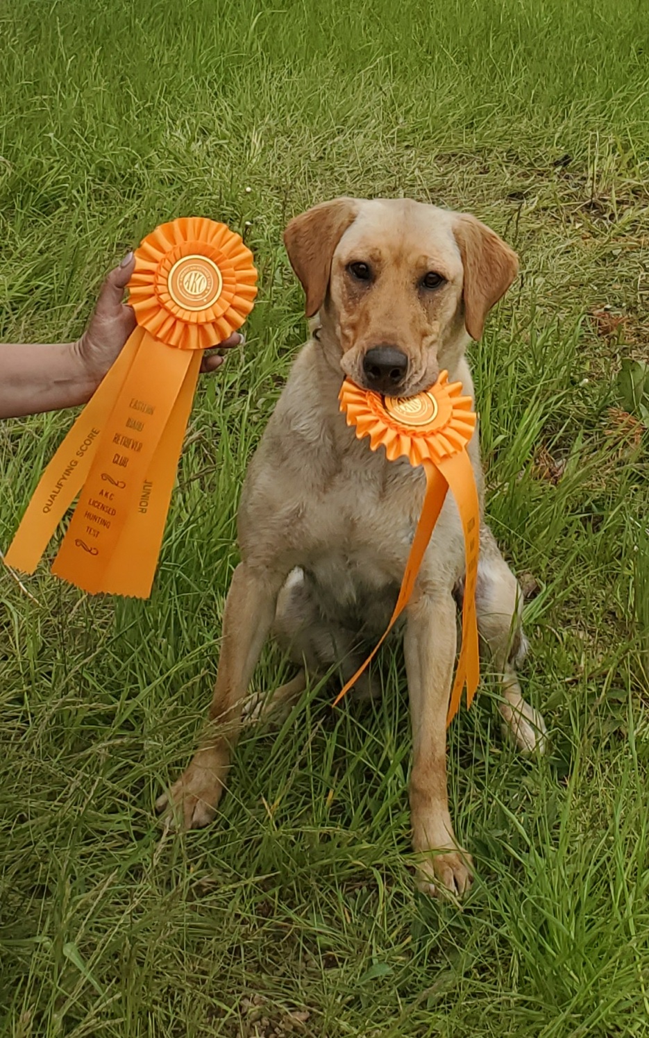 SHR Sunny Skies Lucky Lady Annabella Ebonstar James SH CGC | Yellow Labrador Retriver