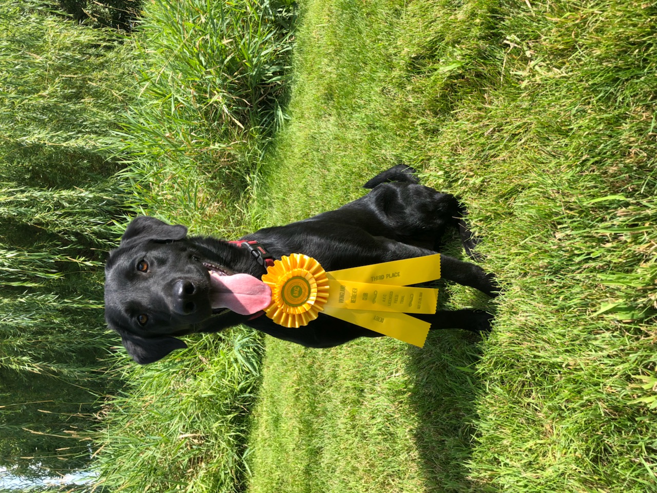 Idaho's Duck's, Buck's & Truck's | Black Labrador Retriver