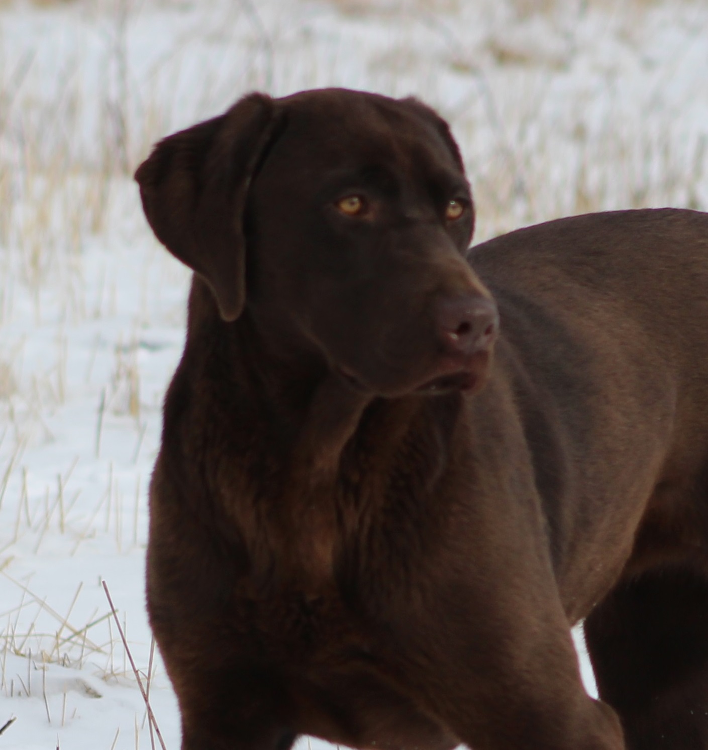 Bird Crazy Gun Dog Life Of The Party | Chocolate Labrador Retriver