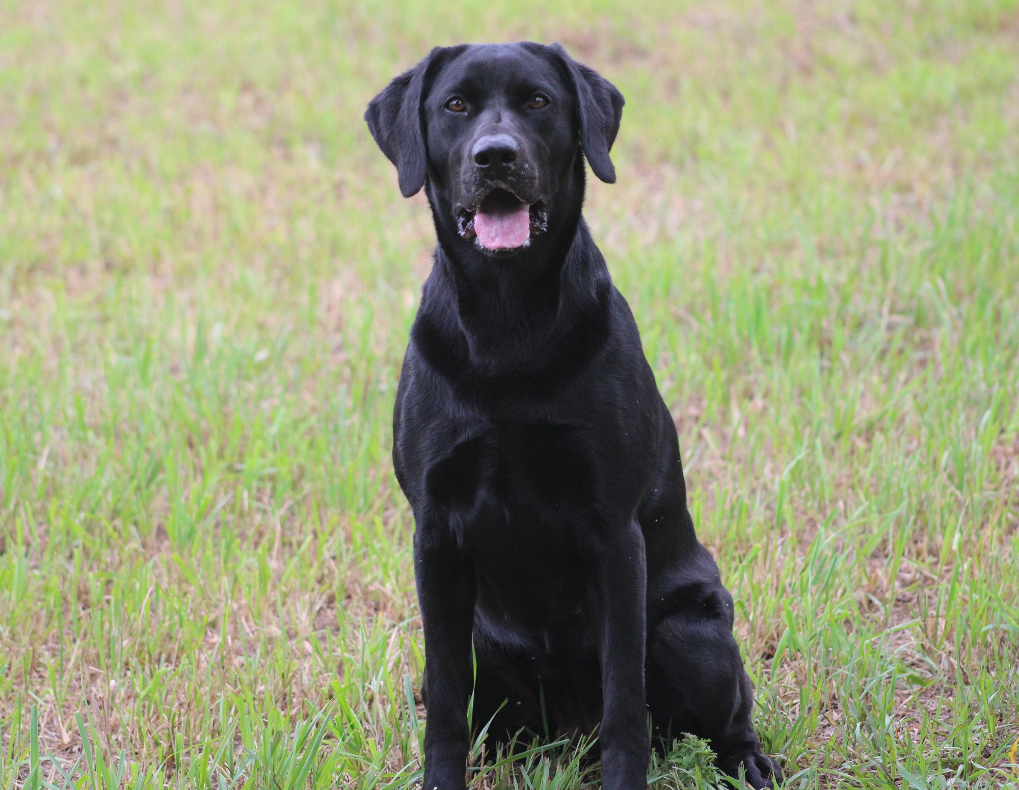 Bird Crazy Gun Dogs Who's Your Daddy | Black Labrador Retriver