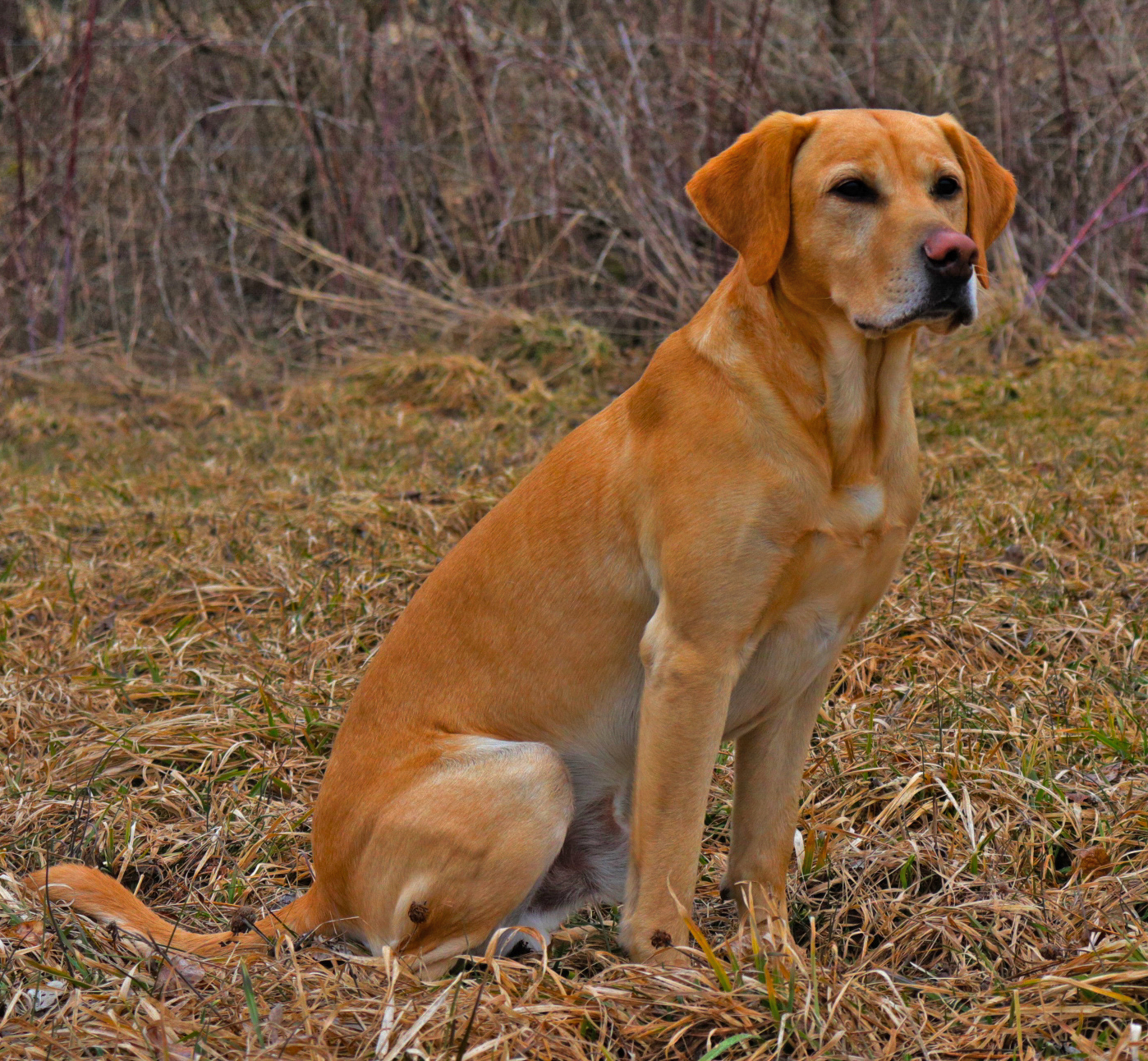 NV NE AC HR UH Lutervilles Newfound Dekota SH | Yellow Labrador Retriver