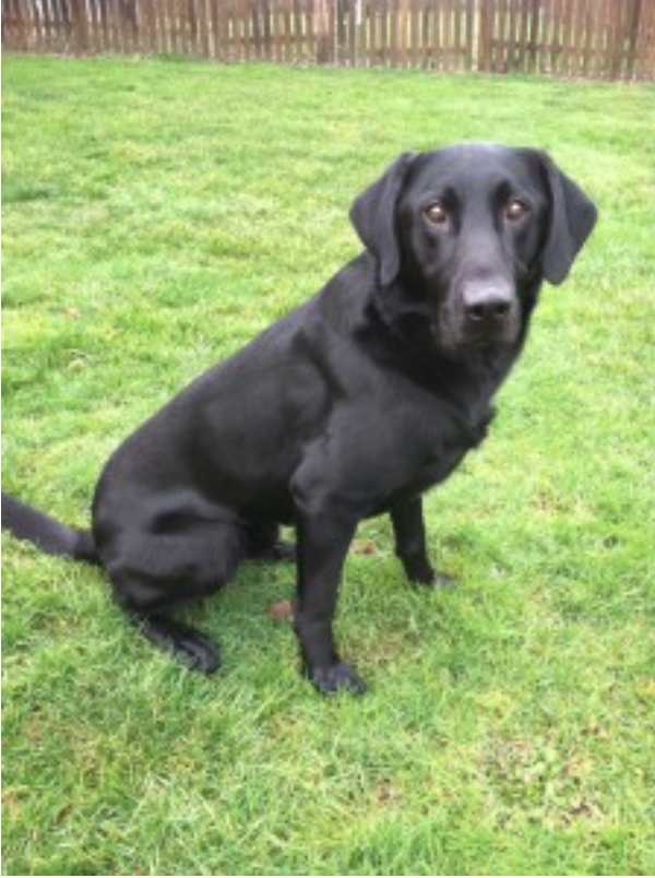 Mcconnaughey's Loki QAA | Black Labrador Retriver