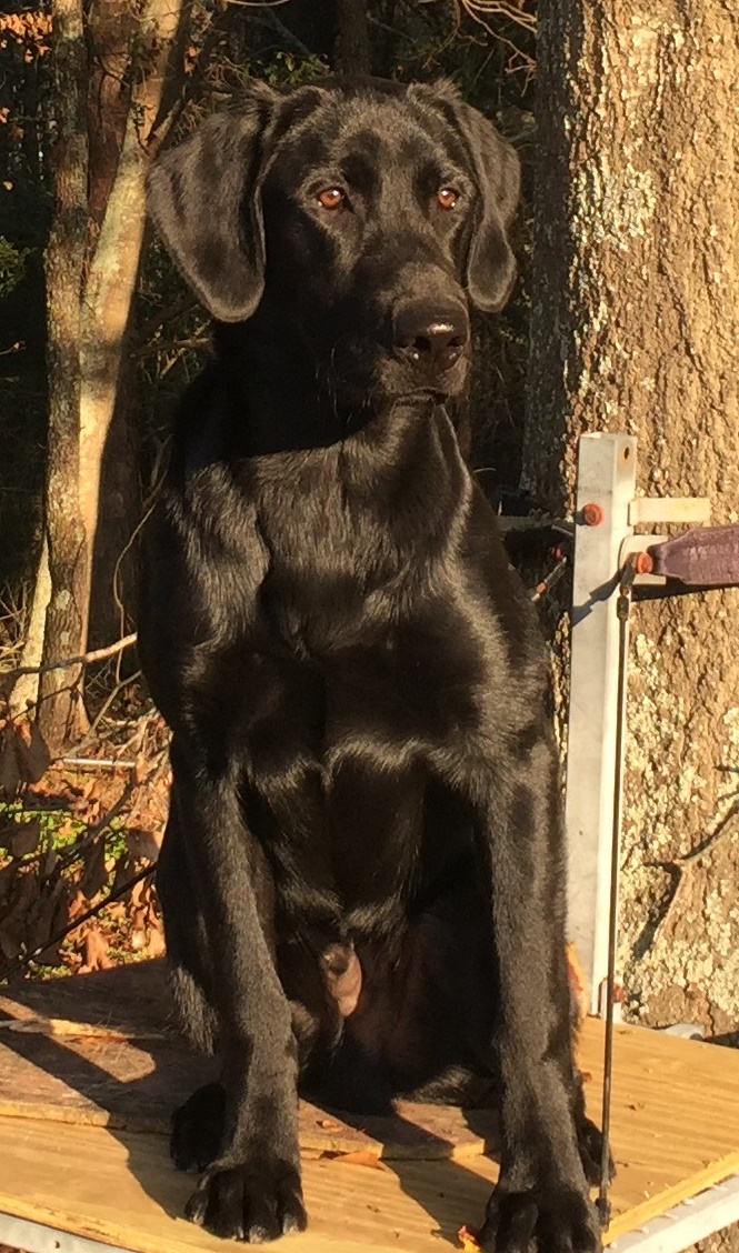 Seaside's Comin' In Hot QAA | Black Labrador Retriver