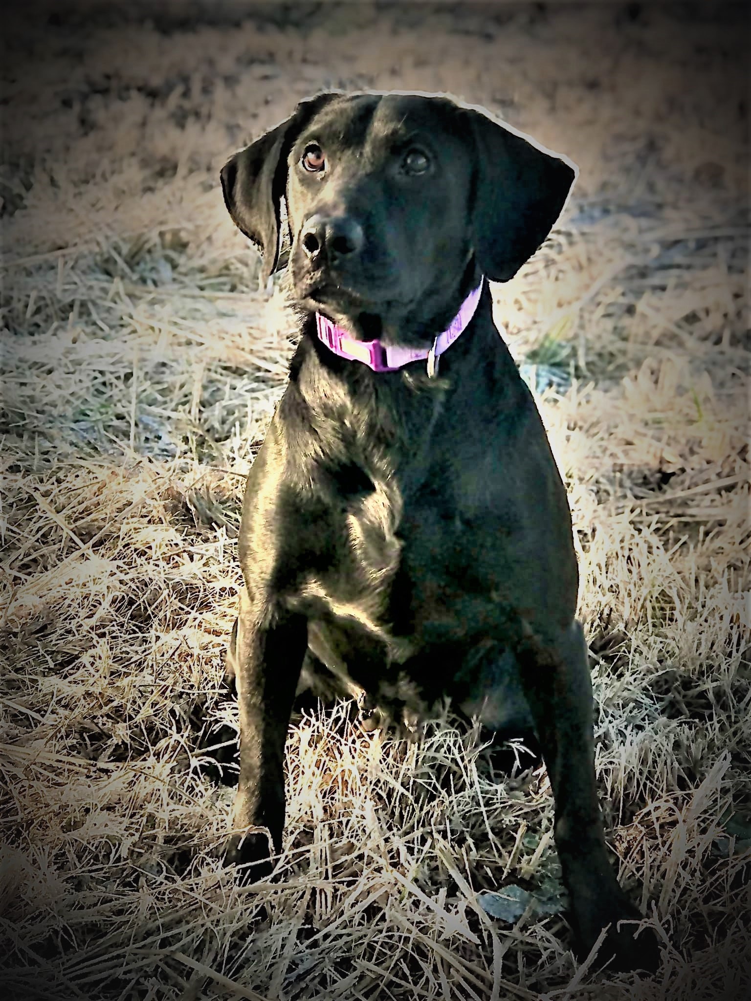 Chaos Pride Mully's Venus RN CGCA CGCU TKA | Black Labrador Retriver