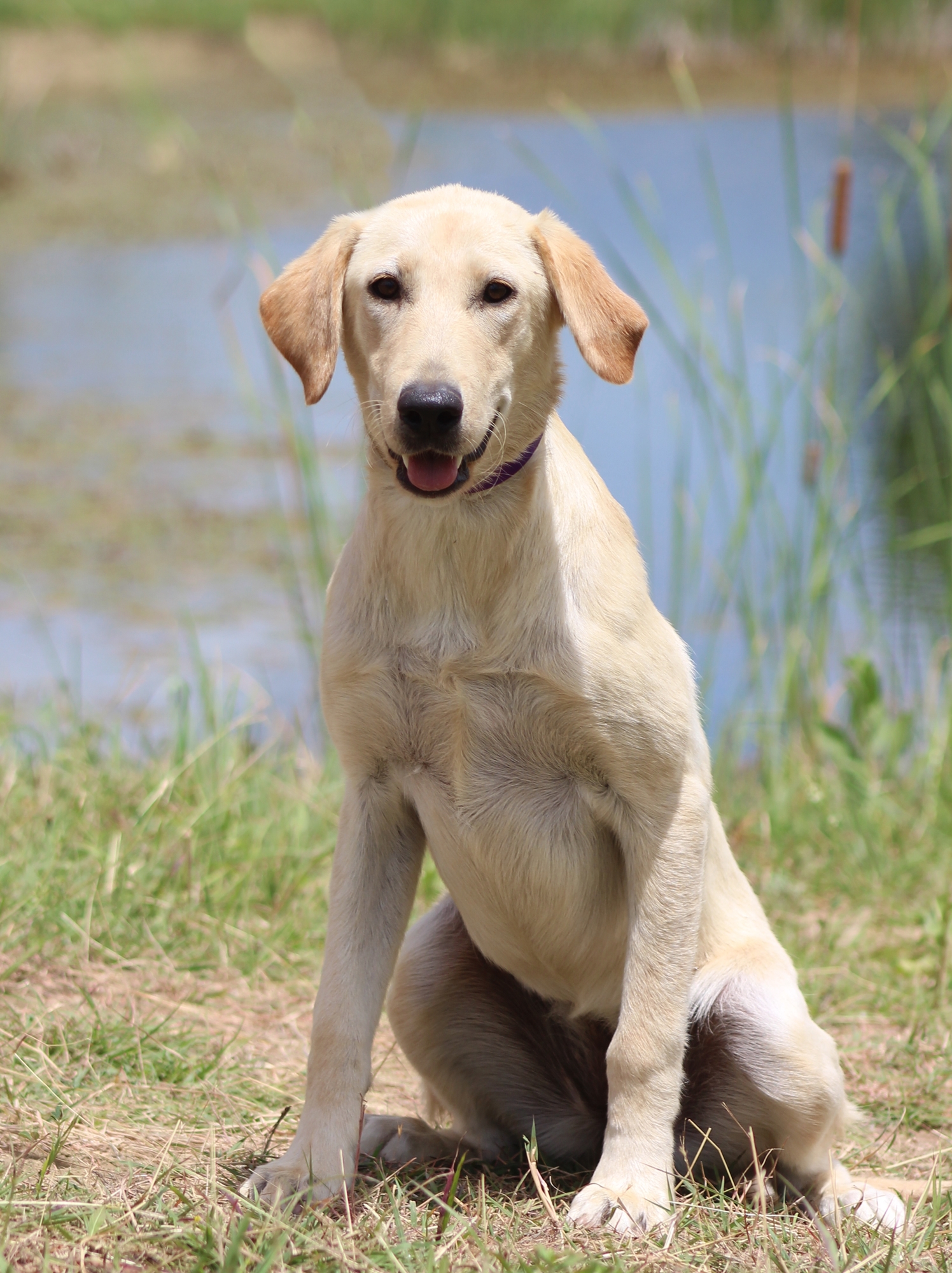 Sagecreek's Sweet Cheeks | Yellow Labrador Retriver