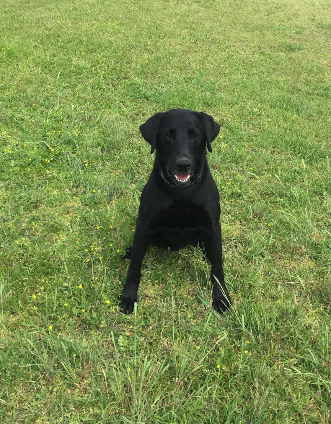 GRHRCH(6)UH Benny The Bull II MH HOF | Black Labrador Retriver