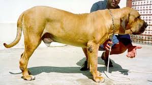 XANDOKE DO ITAPUA | Fila Brasileiro 