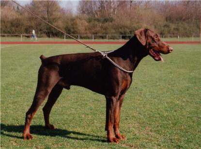 Alfred v.d. Urftquelle | Brown Doberman Pinscher