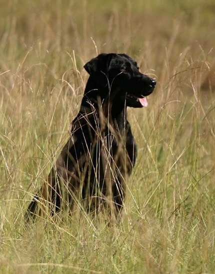 HRCH Ace Basins Last Kings Grant MH | Black Labrador Retriver