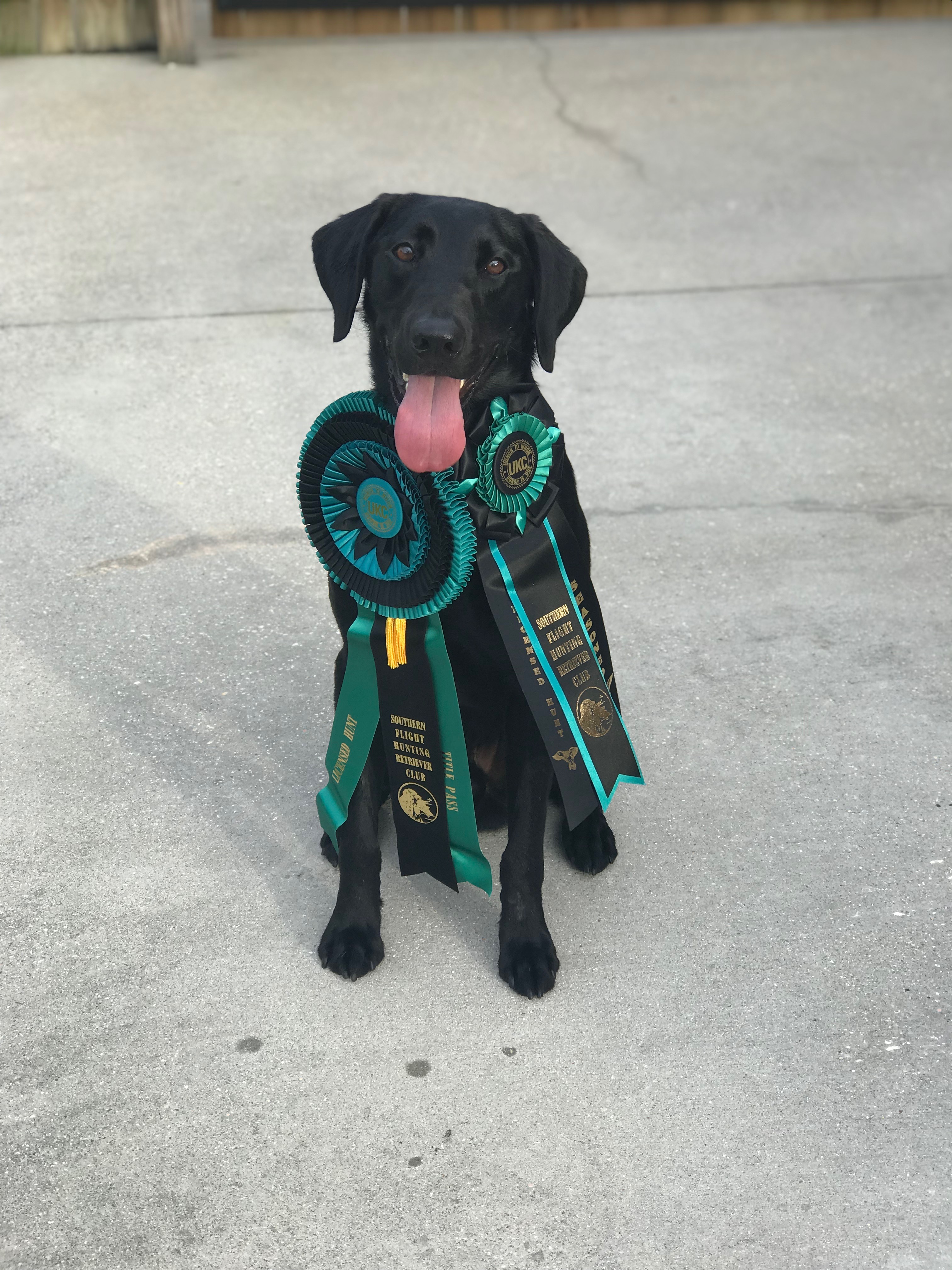 GRHRCH 'PR' Trigger's Death Punch MH | Black Labrador Retriver