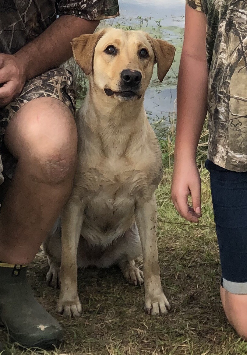 HRCH Bella’s Dixie Darling | Yellow Labrador Retriver