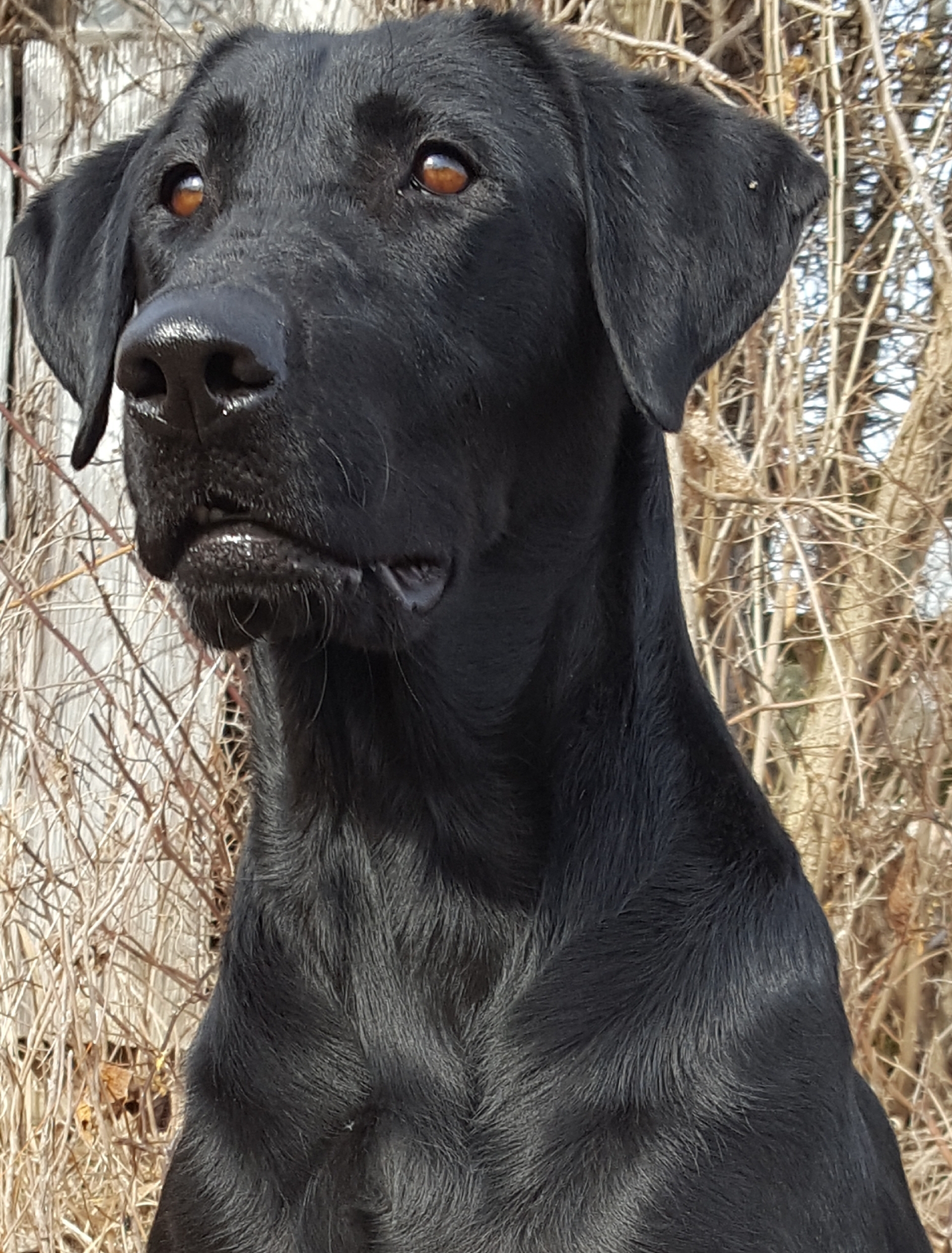 4xGRHRCH Prairie States Moonshine's Sweet Emotion MH | Black Labrador Retriver