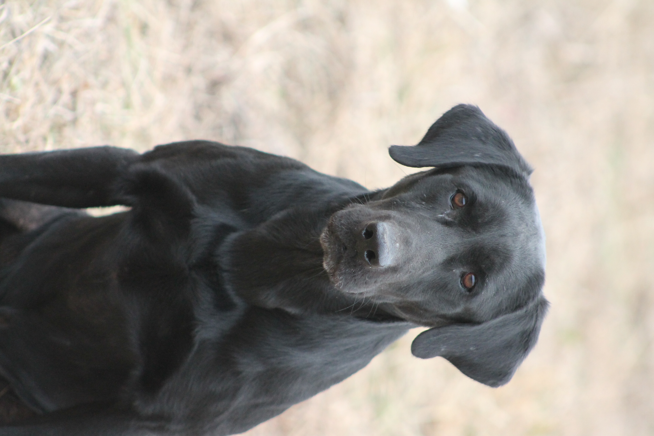 Tck's Red Label Ruger | Black Labrador Retriver