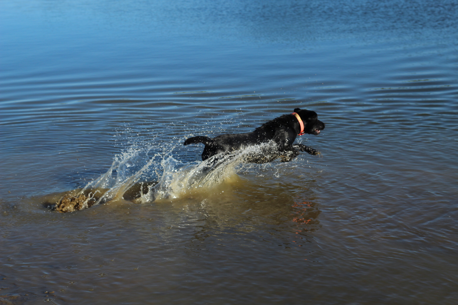 HR Krooked Kreek Retrievers Scout | Black Labrador Retriver