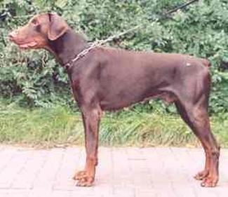 Yno v.d'Hogeschoot | Brown Doberman Pinscher