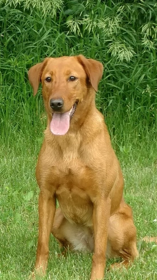 Long Spur's TNT Blast o' The Irish | Yellow Labrador Retriver