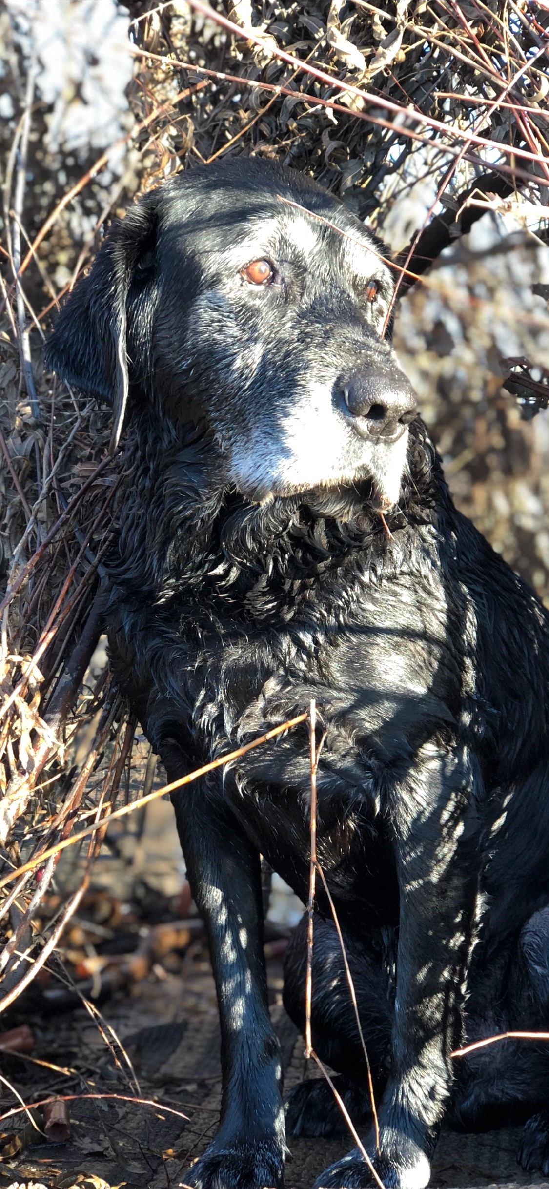 HRCH Bootheel Bottom's Backwater Jack | Black Labrador Retriver