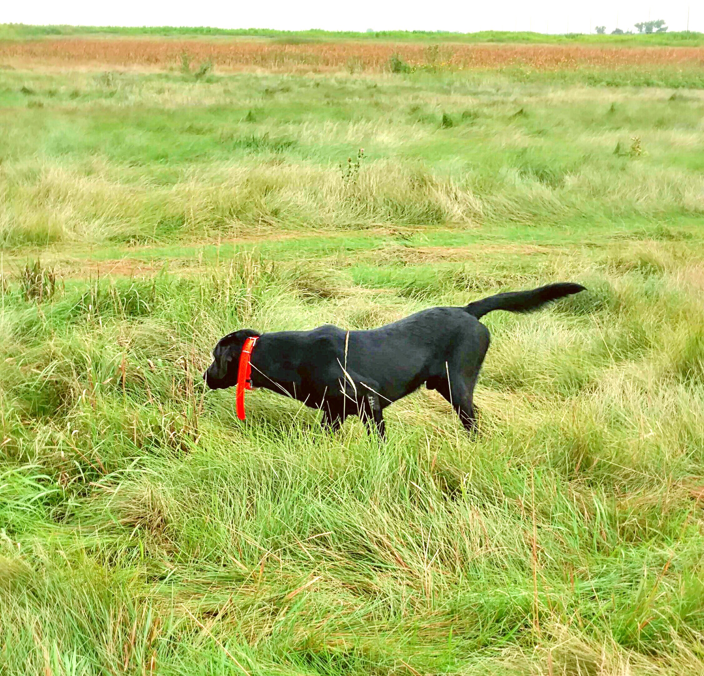 4XGMPR  CVK High Octane Keeping It "Lean" SH | Black Labrador Retriver