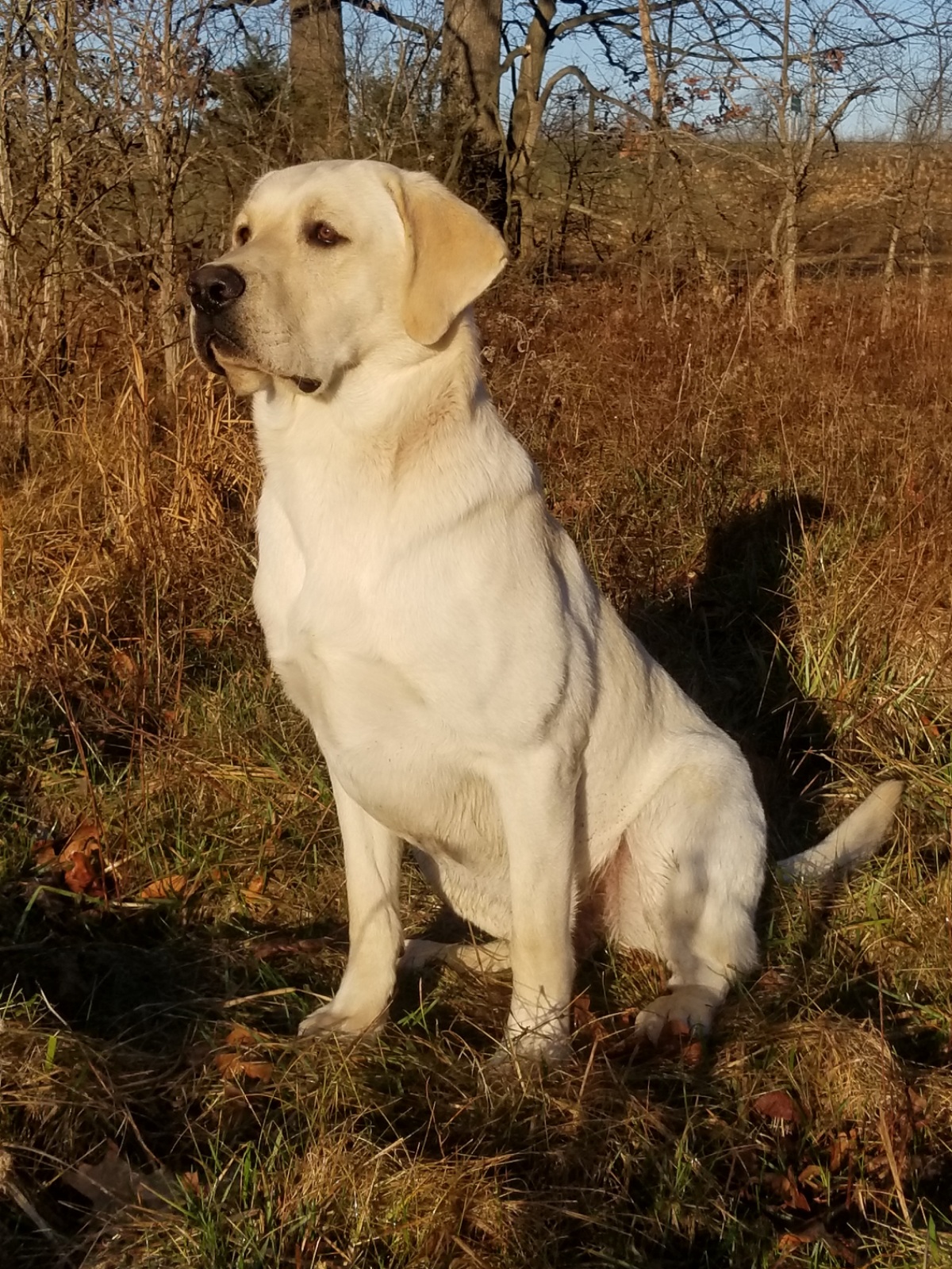 HRCH Harty's Duck Club Rico | Yellow Labrador Retriver