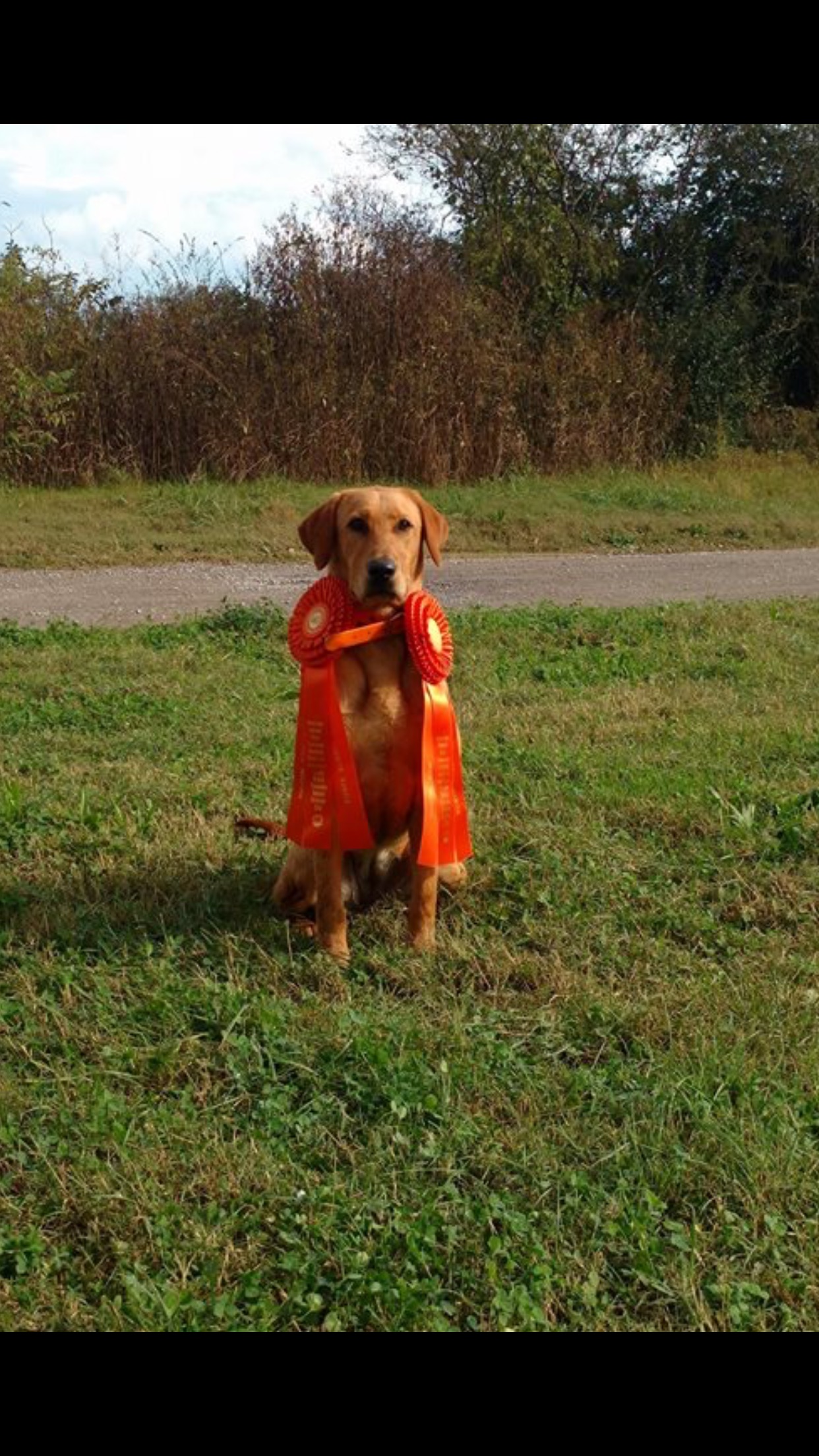 HR Cave Creek Hunting Fox Red Dax JH | Yellow Labrador Retriver