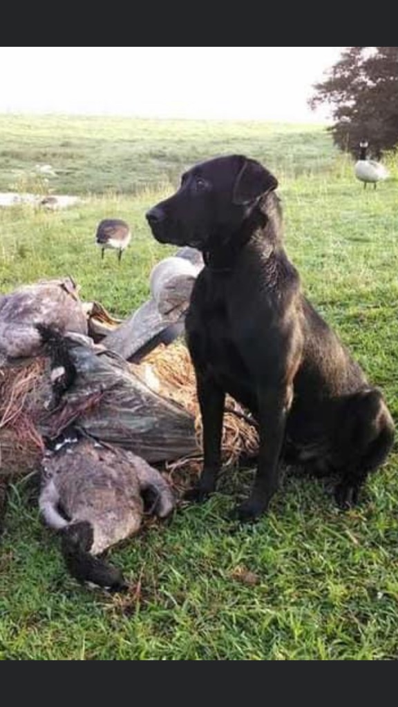 Fallen Timber Diesel | Black Labrador Retriver