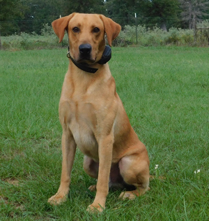 Hufstetler's Buck Wild | Yellow Labrador Retriver