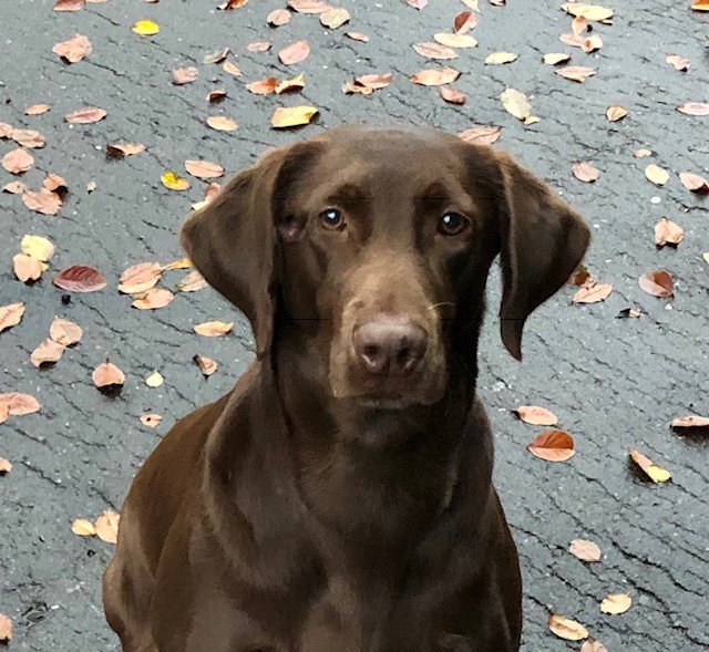 HR Long Lake’s Georgia Ice Cream SH | Chocolate Labrador Retriver