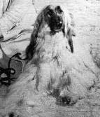 Bletchingley Ragman Of Scheherezade | Afghan Hound 