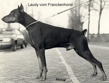 Laudy v. Franckenhorst | Black Doberman Pinscher