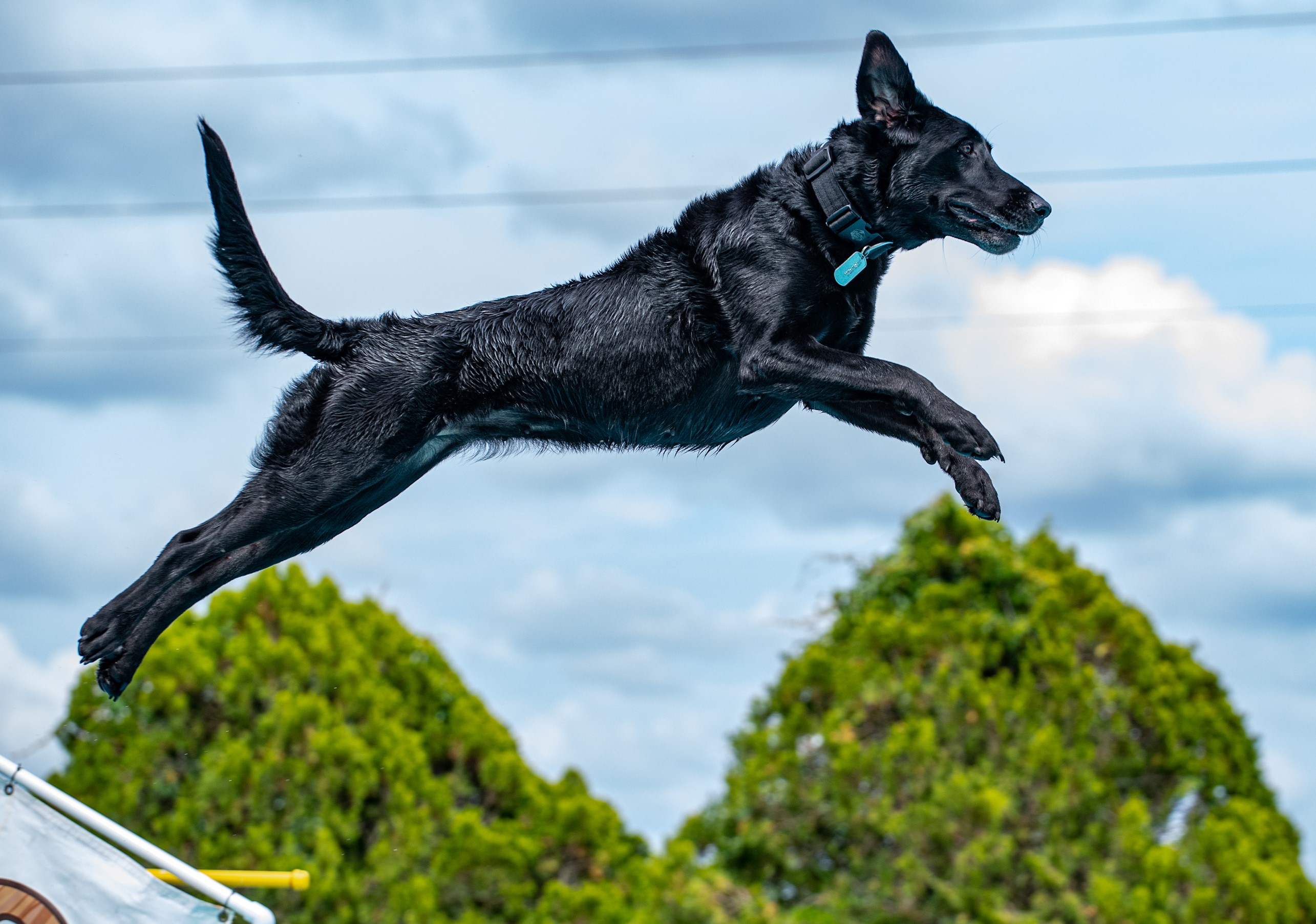 Ms River Of The Mountains DM DS | Black Labrador Retriver