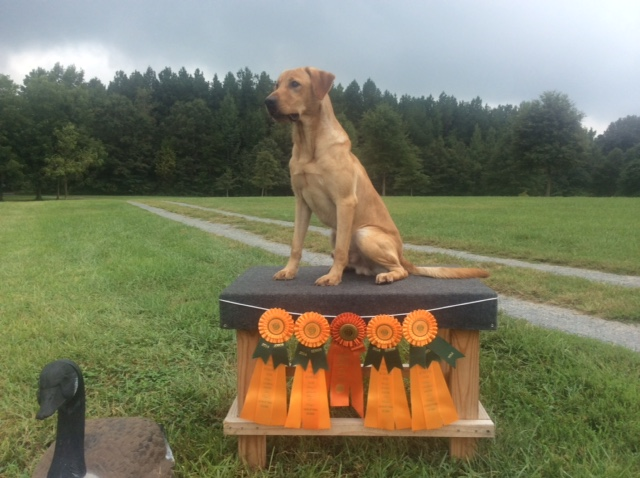 Miller’s Foxy Reed MH | Yellow Labrador Retriver