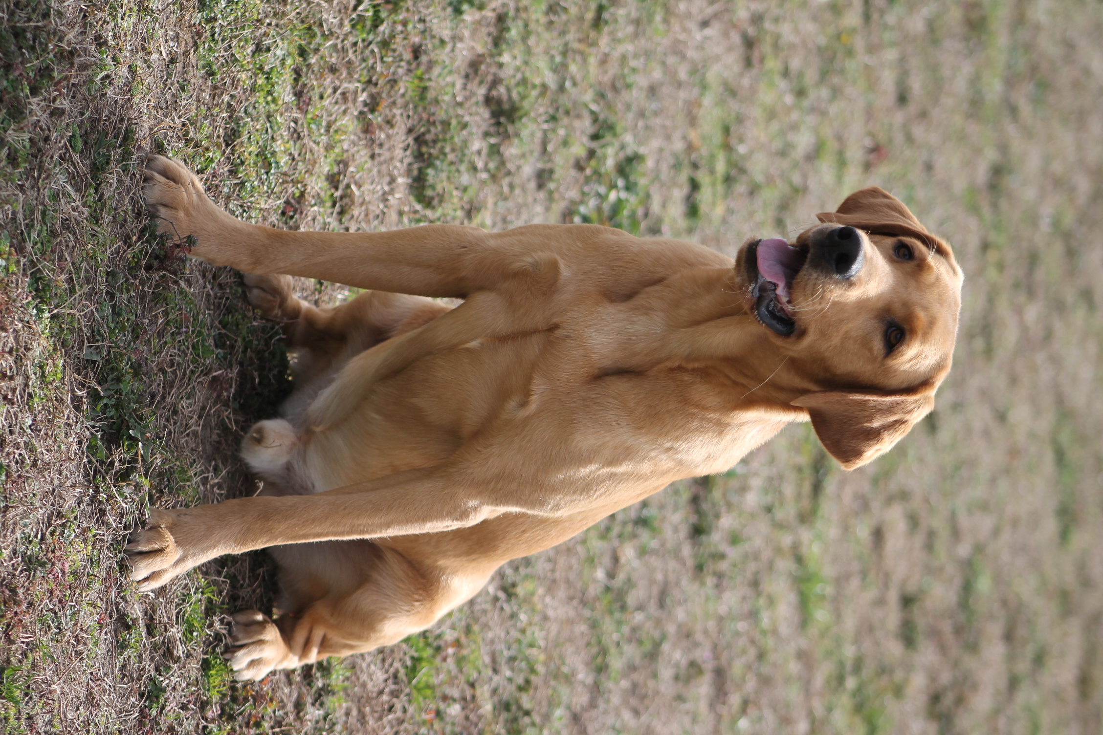 Torgs Make It A Double | Yellow Labrador Retriver