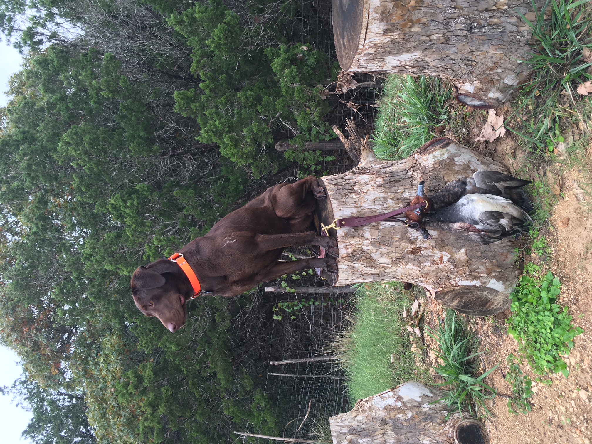 Luna Marie Waterfowlers Wet Dream MH | Chocolate Labrador Retriver